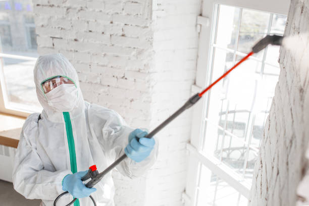 Environmental Consulting for Mold Prevention in Paulden, AZ