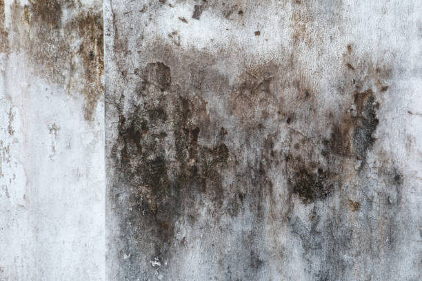 Best Basement Mold Removal  in Paulden, AZ