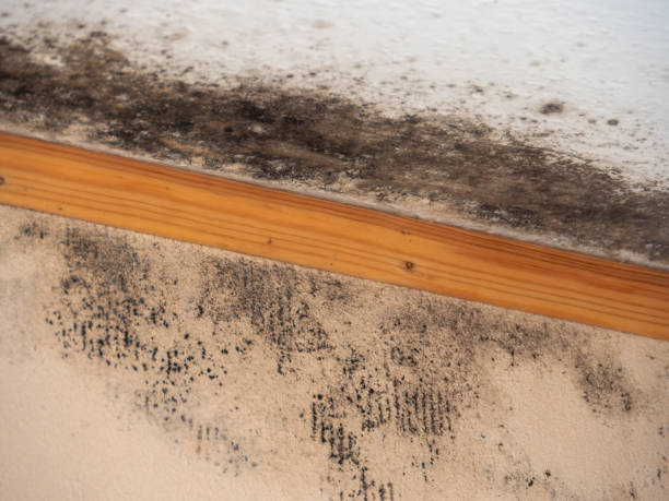 Paulden, AZ Mold Removal Company
