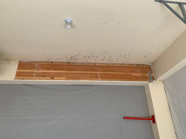 Best Black Mold Removal  in Paulden, AZ
