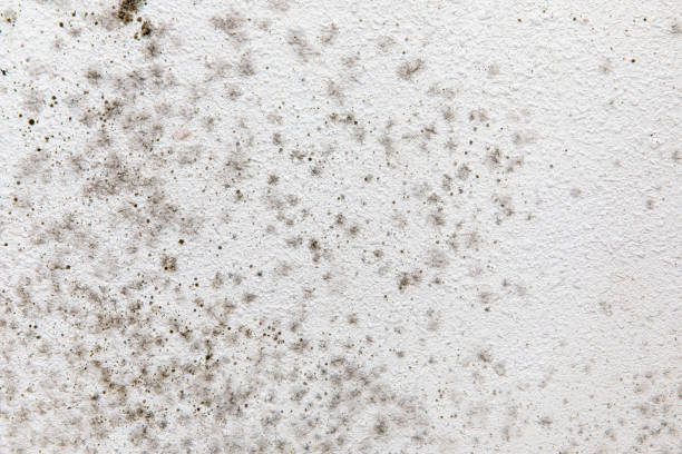 Best Mold Remediation for Healthcare Facilities  in Paulden, AZ