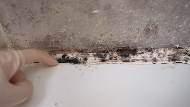 Best Asbestos and Lead Testing During Mold Inspection  in Paulden, AZ