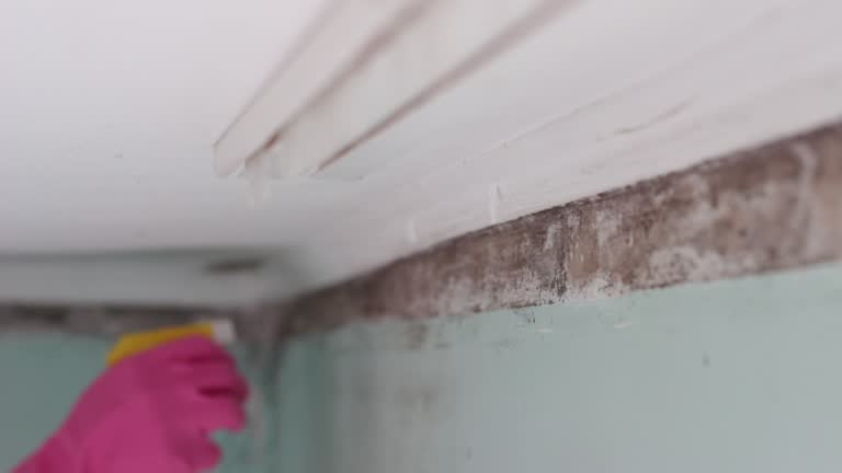 Best Mold Removal for HVAC Installations  in Paulden, AZ